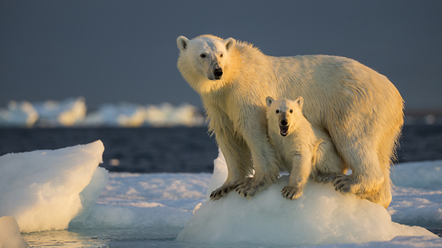 Polar+bear+stands+with+its+child+on+melted+piece+of+ice.+Territory+loss+comes+from+increasing+ocean+temperatures.